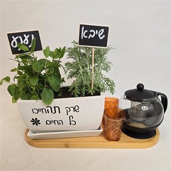 מארז תבלינים שיבא ונענע