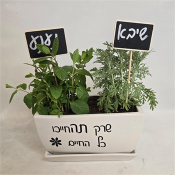 אדנית שיבא ונענע